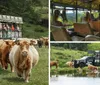 A group of tourists in a safari truck observe Highland cattle grazing in a lush green field