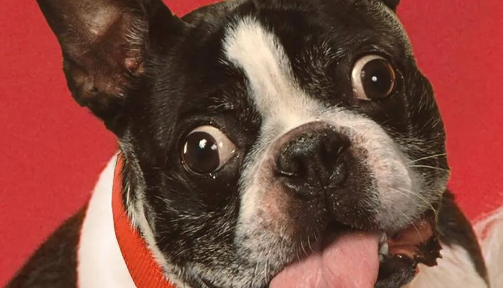 The image shows a close-up of a Boston Terrier with a playful expression wearing a red and white collar against a red background