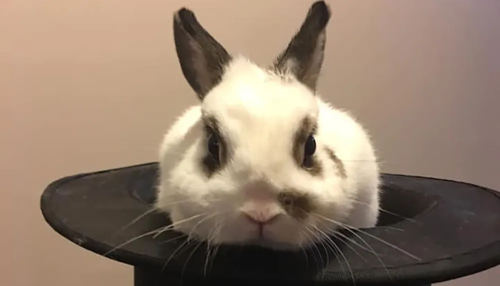 A white rabbit with black markings on its ears and around its eyes is peeking out from a black top hat