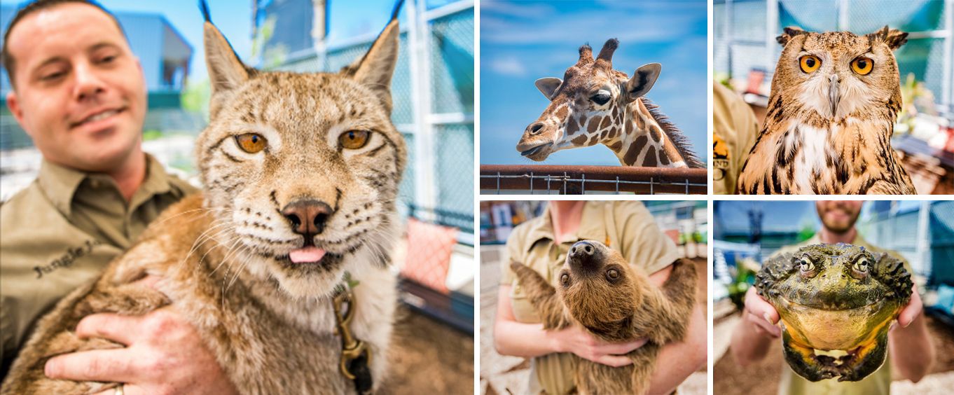 Branson's Promised Land Zoo Collage